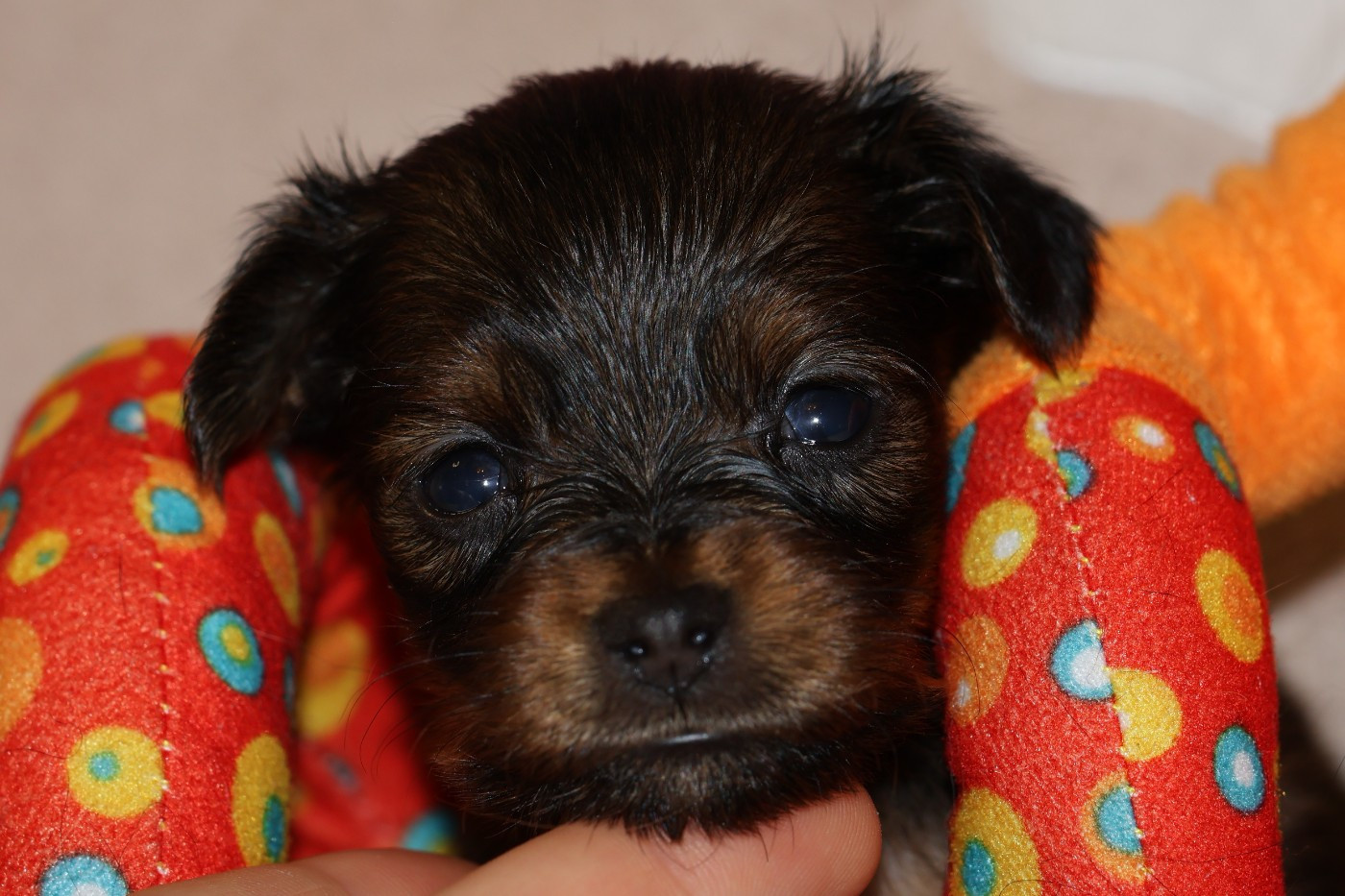 De la Nouknoukerie - Chiots disponibles - Russkiy Toy (Petit Chien Russe)