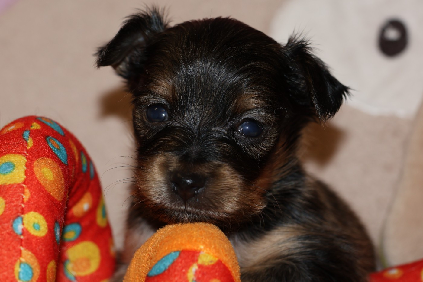 De la Nouknoukerie - Chiots disponibles - Russkiy Toy (Petit Chien Russe)