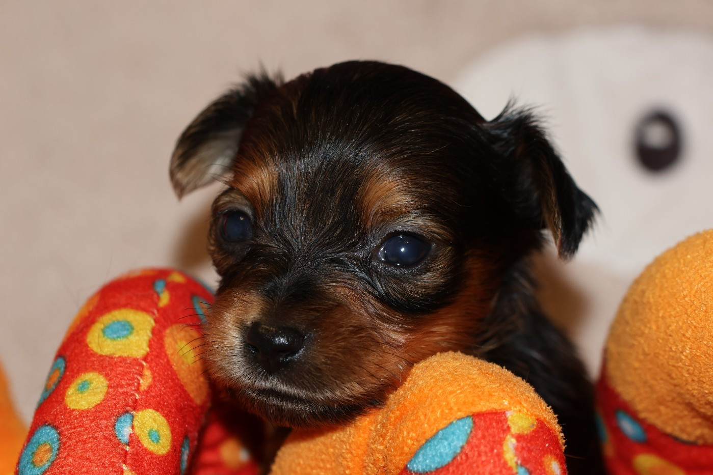 De la Nouknoukerie - Chiots disponibles - Russkiy Toy (Petit Chien Russe)