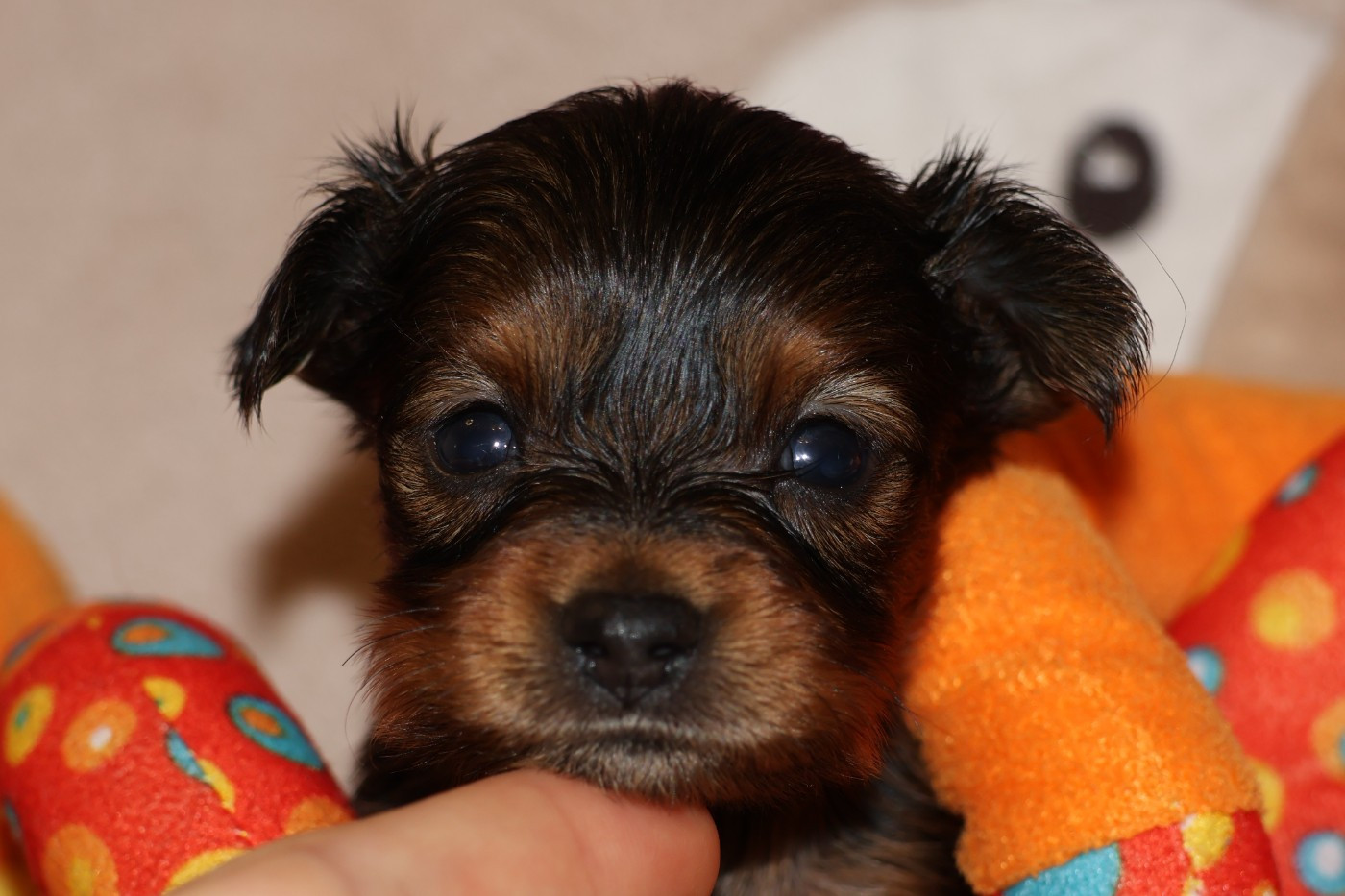 De la Nouknoukerie - Chiots disponibles - Russkiy Toy (Petit Chien Russe)