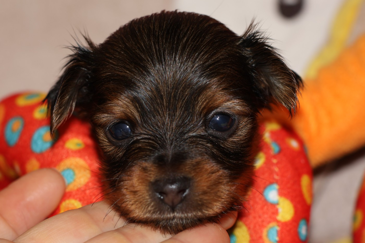 De la Nouknoukerie - Chiots disponibles - Russkiy Toy (Petit Chien Russe)