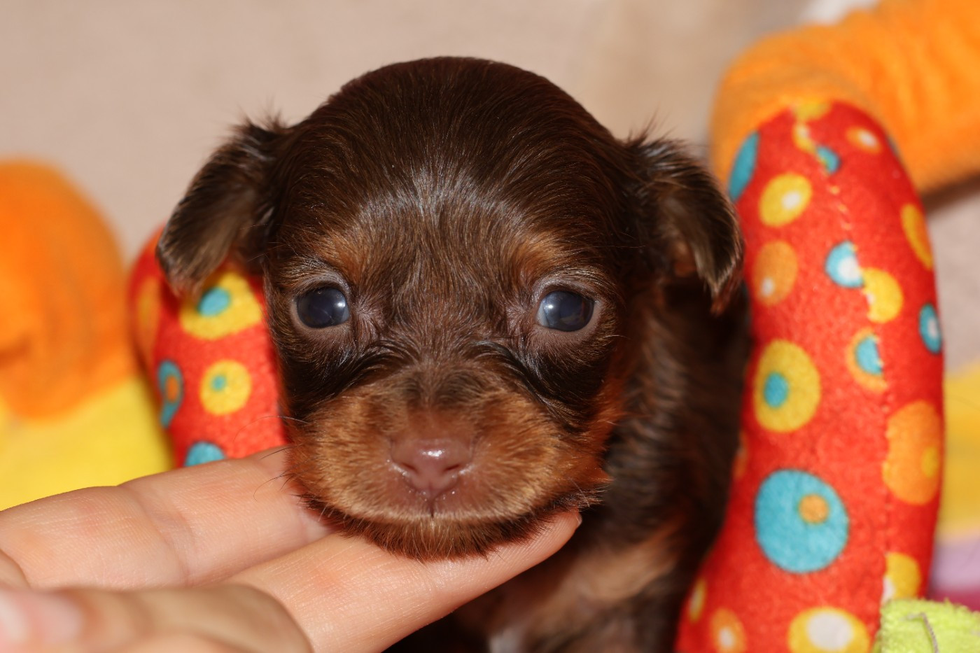 De la Nouknoukerie - Chiots disponibles - Russkiy Toy (Petit Chien Russe)
