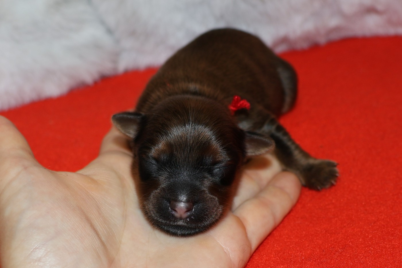 De la Nouknoukerie - Chiots disponibles - Russkiy Toy (Petit Chien Russe)