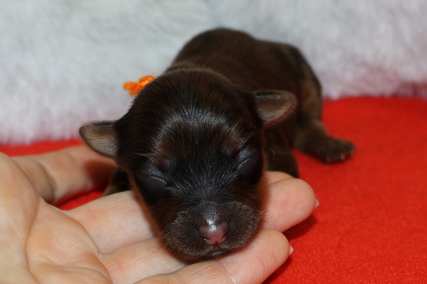 De la Nouknoukerie - Chiots disponibles - Russkiy Toy (Petit Chien Russe)