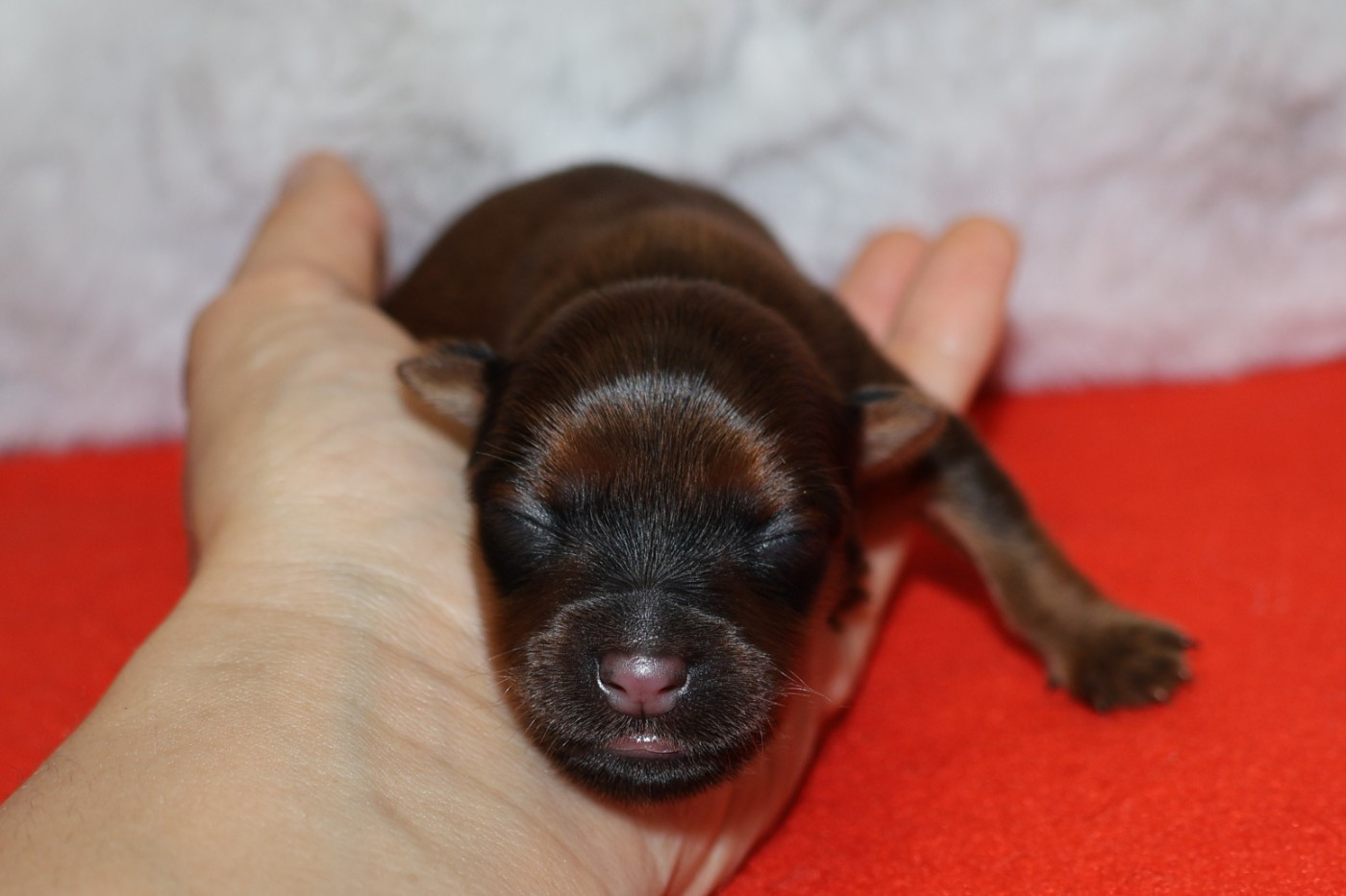 De la Nouknoukerie - Chiots disponibles - Russkiy Toy (Petit Chien Russe)
