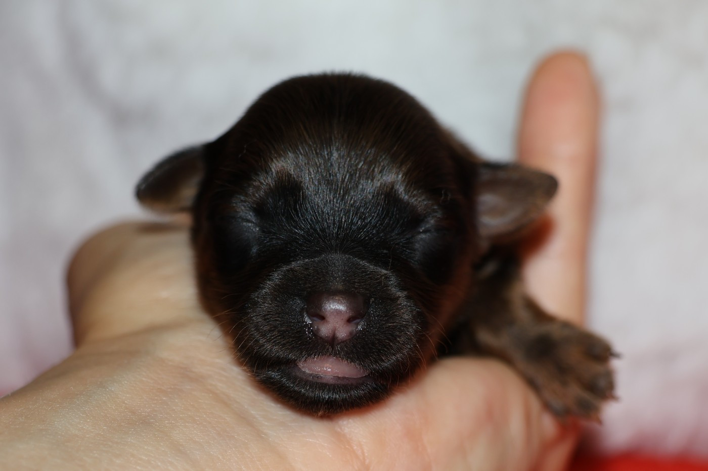 De la Nouknoukerie - Chiots disponibles - Russkiy Toy (Petit Chien Russe)