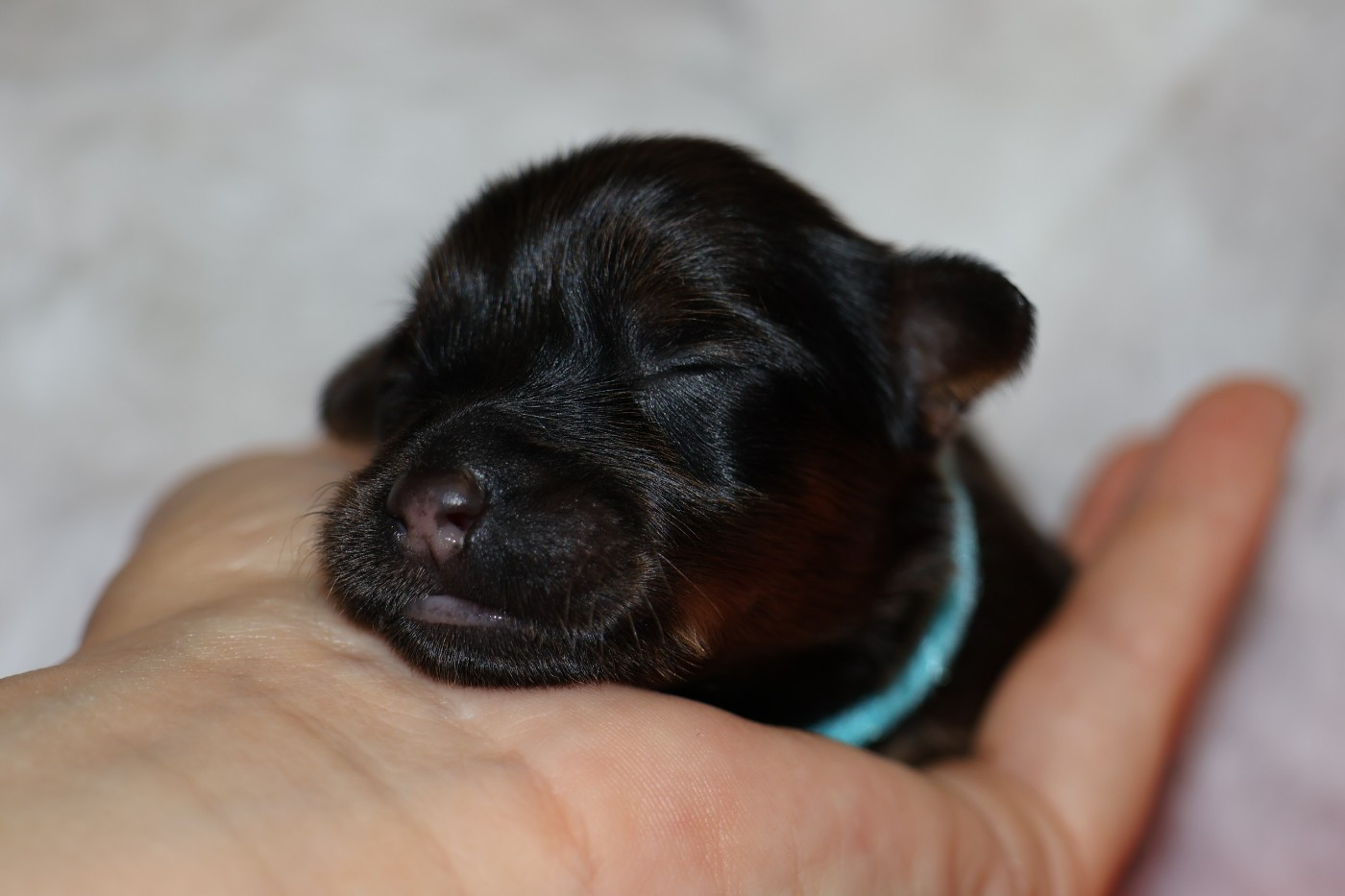 De la Nouknoukerie - Chiots disponibles - Russkiy Toy (Petit Chien Russe)