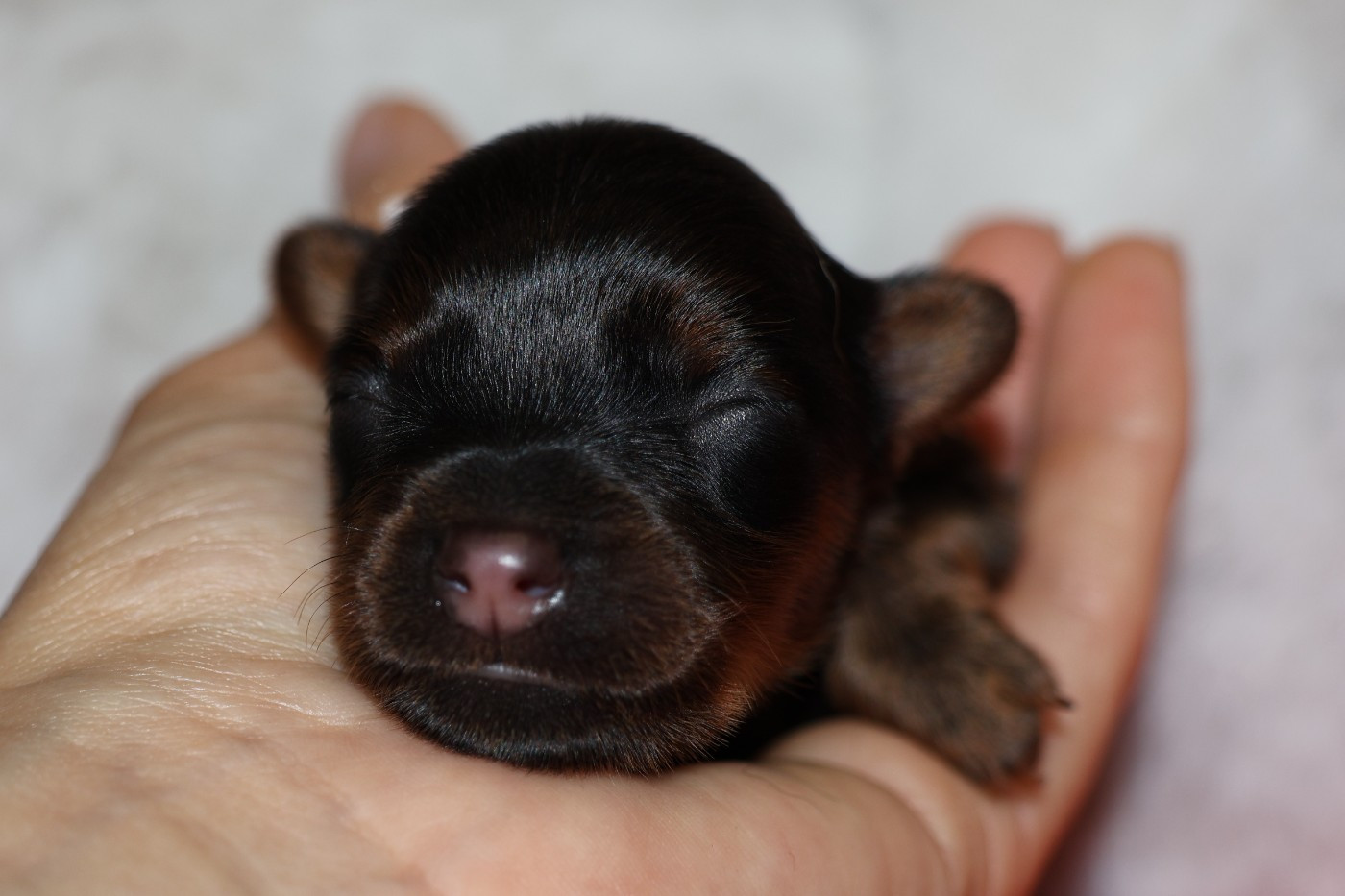 De la Nouknoukerie - Chiots disponibles - Russkiy Toy (Petit Chien Russe)