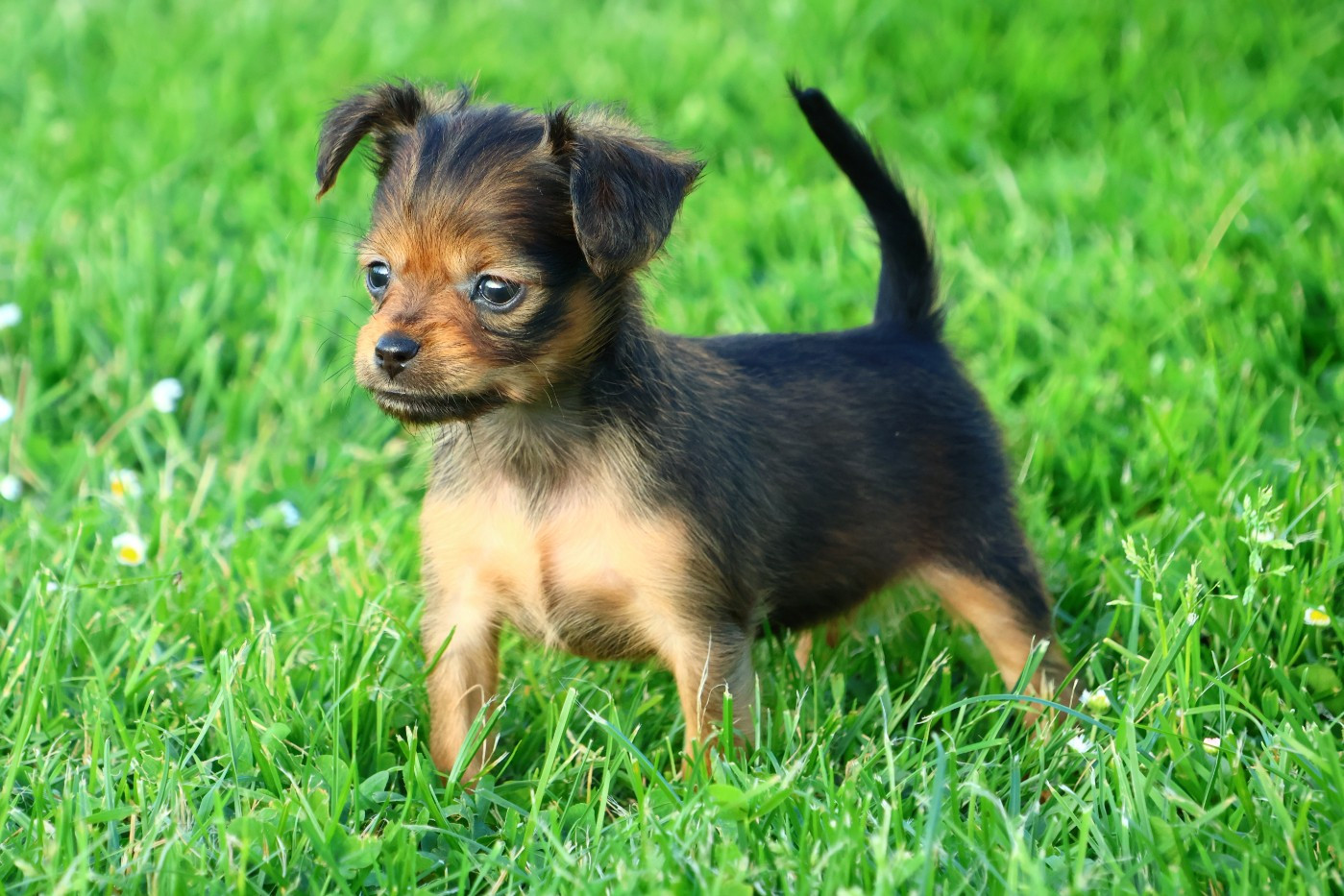 De la Nouknoukerie - Chiots disponibles - Russkiy Toy (Petit Chien Russe)