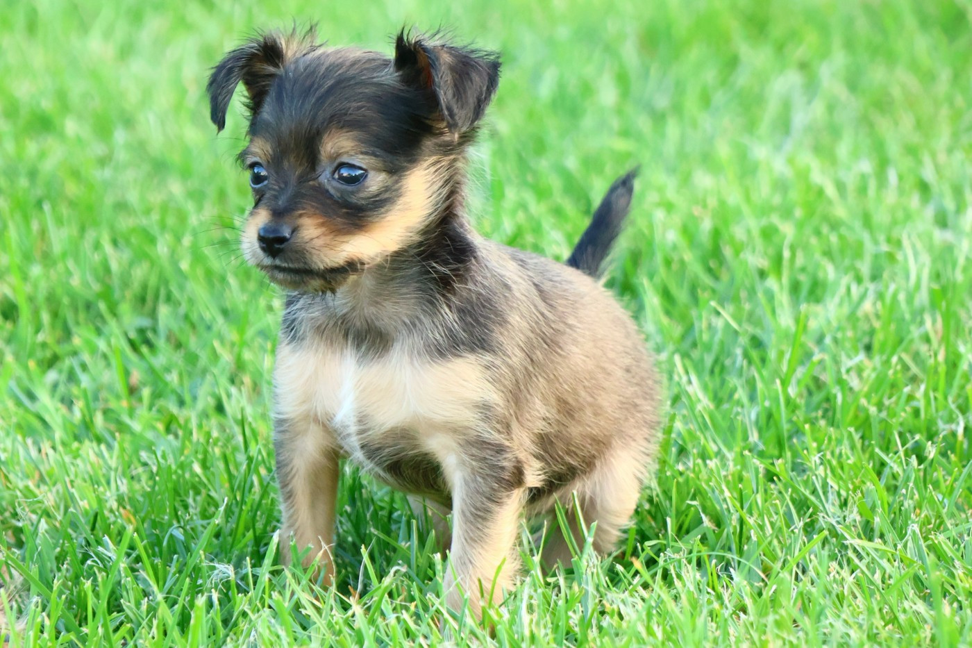 De la Nouknoukerie - Chiots disponibles - Russkiy Toy (Petit Chien Russe)