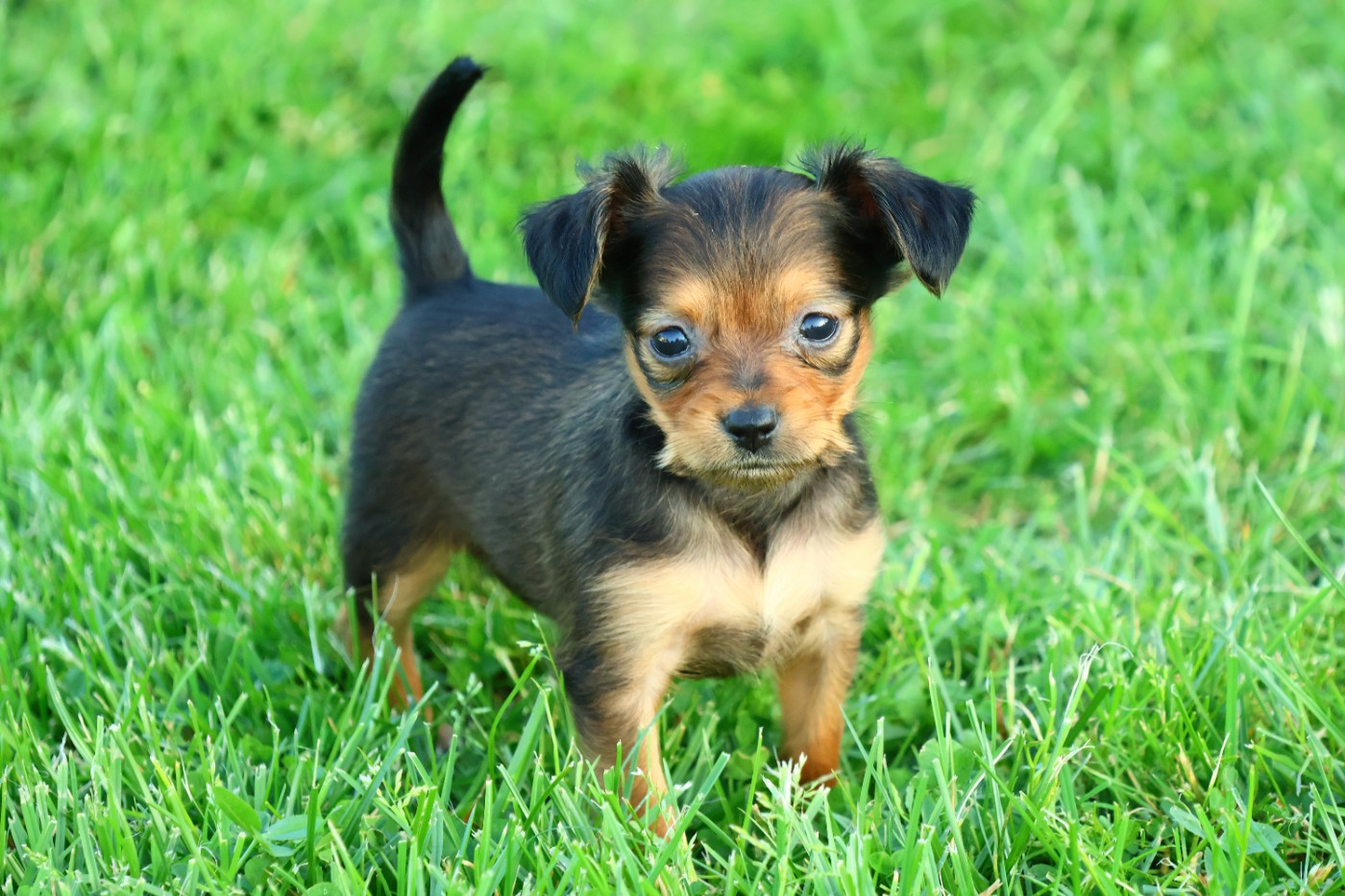 De la Nouknoukerie - Chiots disponibles - Russkiy Toy (Petit Chien Russe)