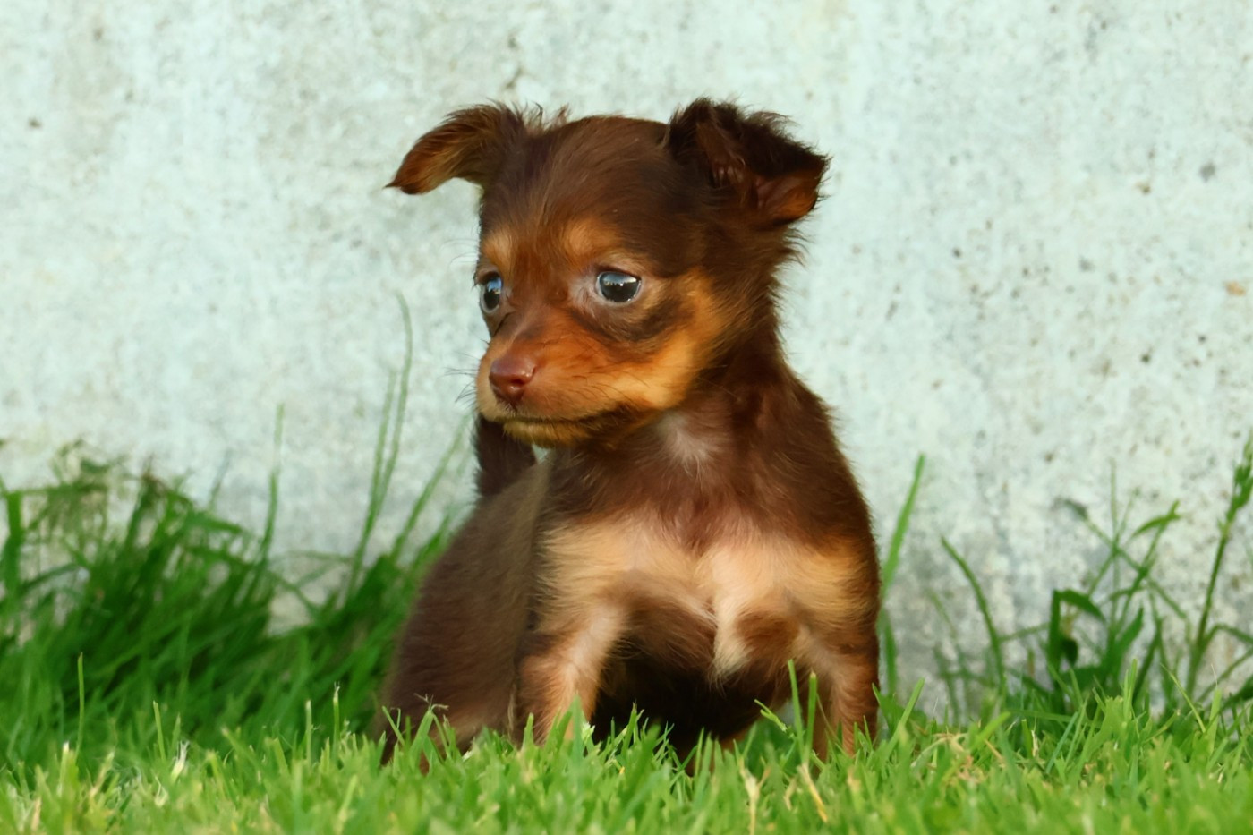De la Nouknoukerie - Chiots disponibles - Russkiy Toy (Petit Chien Russe)