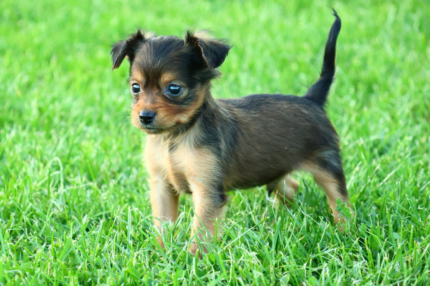 De la Nouknoukerie - Chiots disponibles - Russkiy Toy (Petit Chien Russe)