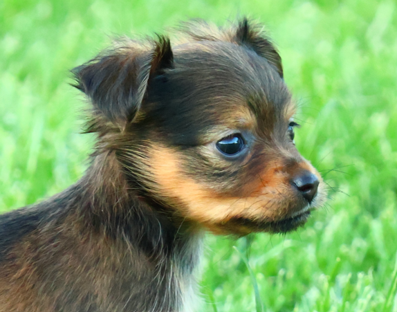 De la Nouknoukerie - Chiots disponibles - Russkiy Toy (Petit Chien Russe)