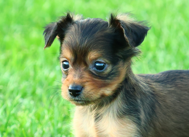Chiot Russkiy Toy (Petit Chien Russe) De la Nouknoukerie
