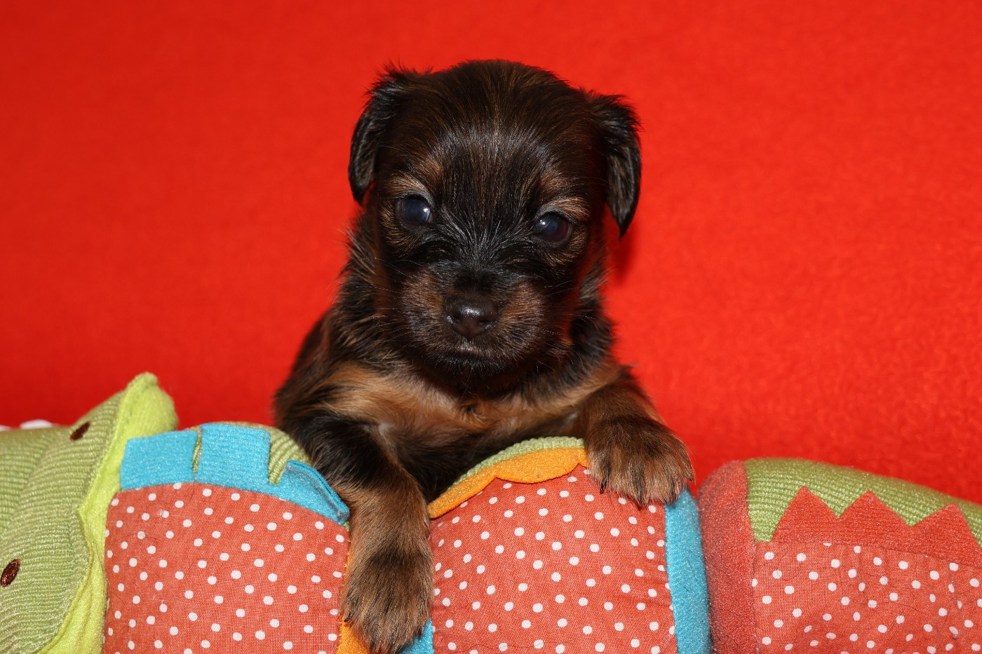 De la Nouknoukerie - Chiots disponibles - Russkiy Toy (Petit Chien Russe)