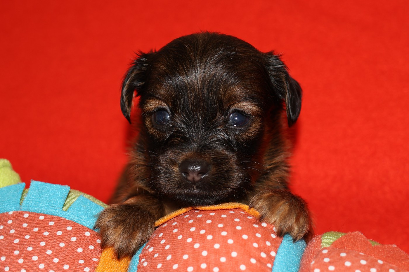 De la Nouknoukerie - Chiots disponibles - Russkiy Toy (Petit Chien Russe)