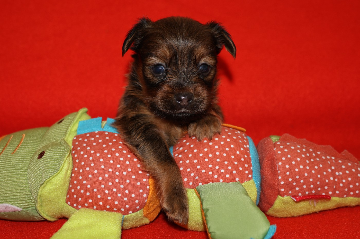 De la Nouknoukerie - Chiots disponibles - Russkiy Toy (Petit Chien Russe)