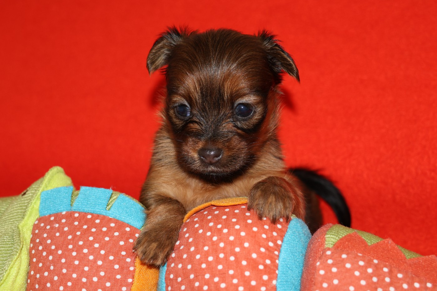 De la Nouknoukerie - Chiots disponibles - Russkiy Toy (Petit Chien Russe)