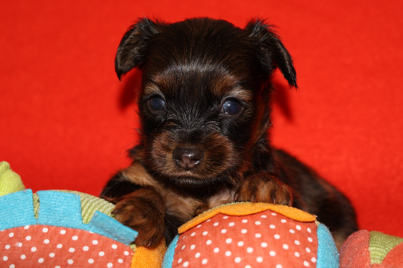 De la Nouknoukerie - Chiots disponibles - Russkiy Toy (Petit Chien Russe)