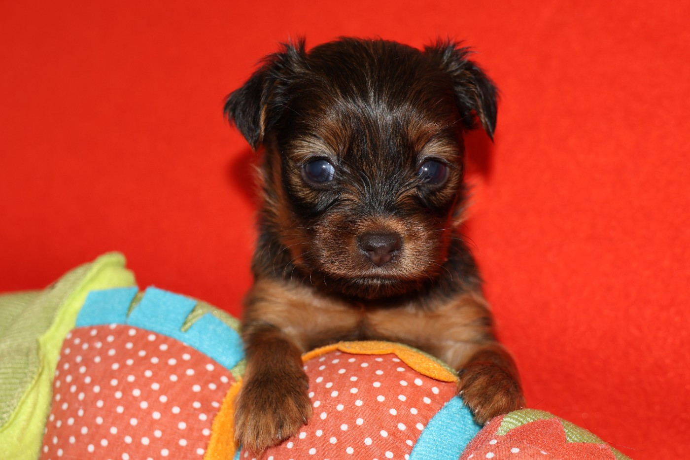 De la Nouknoukerie - Chiots disponibles - Russkiy Toy (Petit Chien Russe)