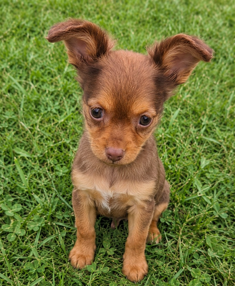 De la Nouknoukerie - Chiots disponibles - Russkiy Toy (Petit Chien Russe)