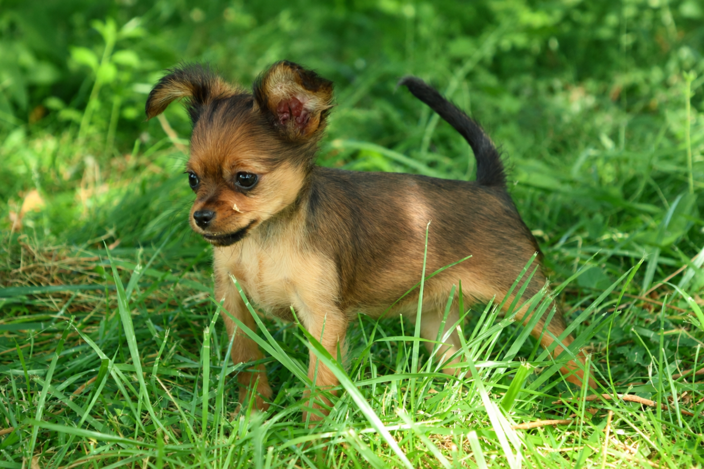 De la Nouknoukerie - Chiots disponibles - Russkiy Toy (Petit Chien Russe)