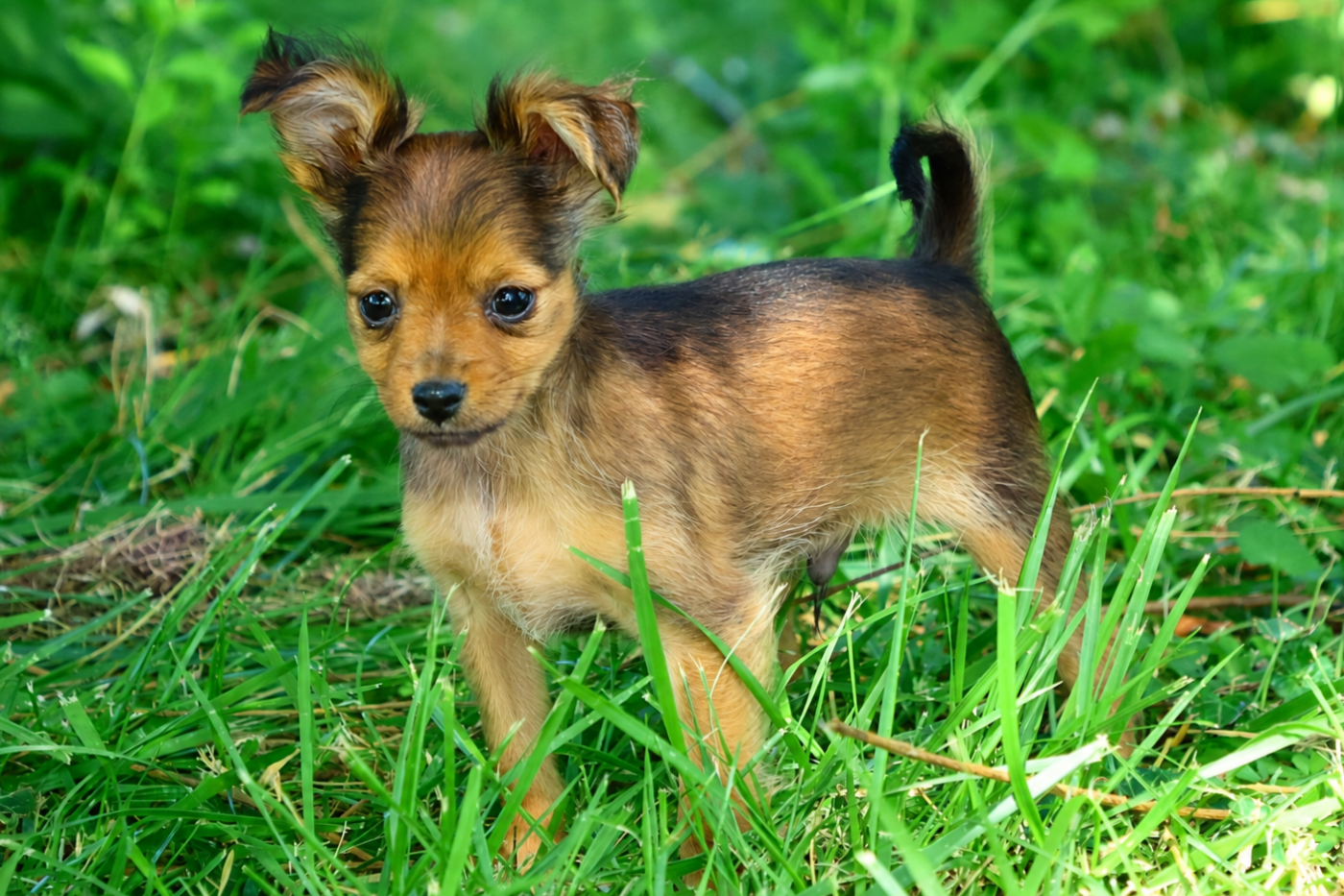 De la Nouknoukerie - Chiots disponibles - Russkiy Toy (Petit Chien Russe)