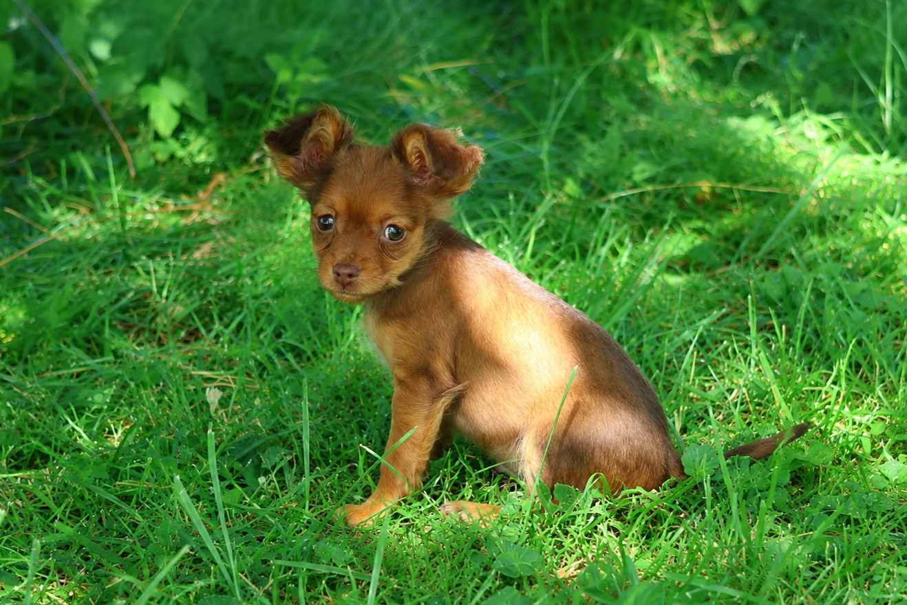 De la Nouknoukerie - Chiots disponibles - Russkiy Toy (Petit Chien Russe)