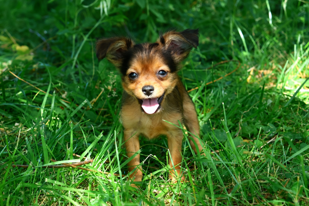 De la Nouknoukerie - Chiots disponibles - Russkiy Toy (Petit Chien Russe)