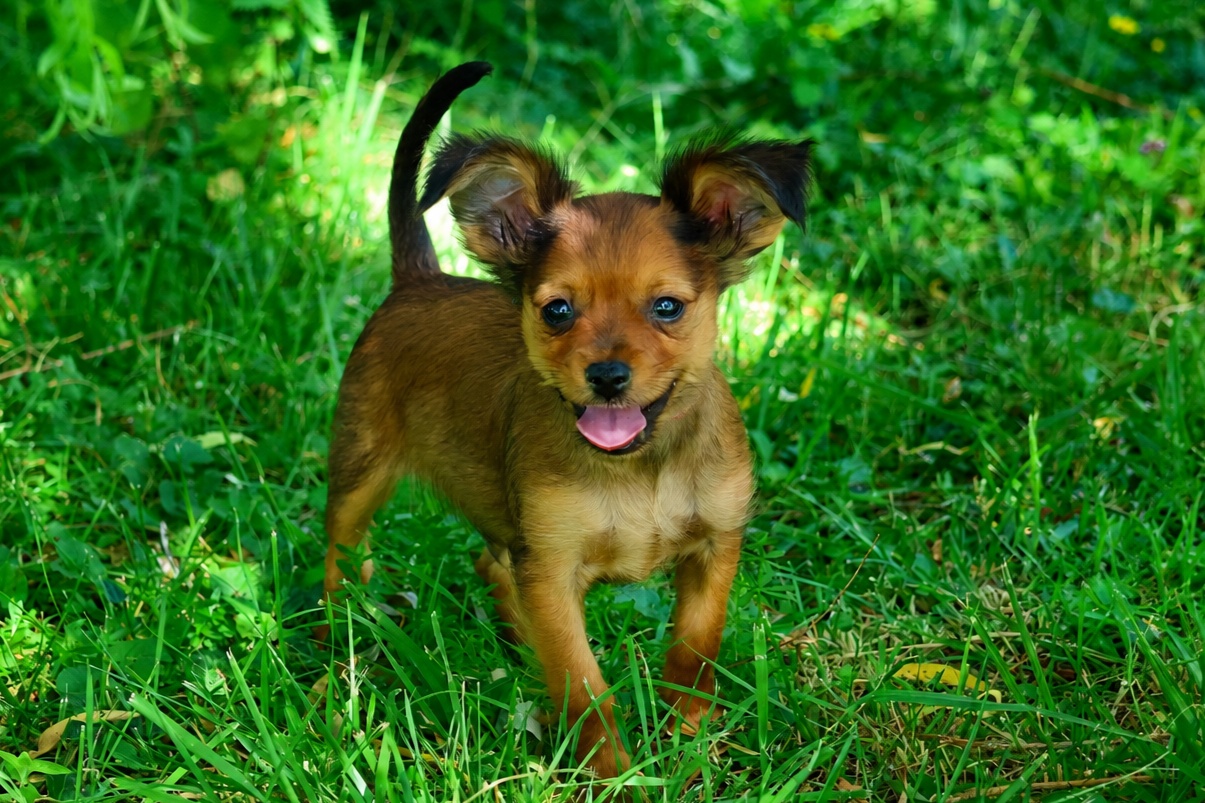 De la Nouknoukerie - Chiots disponibles - Russkiy Toy (Petit Chien Russe)