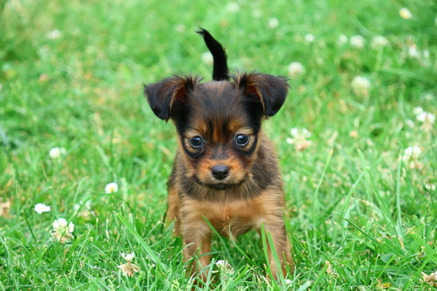 De la Nouknoukerie - Chiots disponibles - Russkiy Toy (Petit Chien Russe)