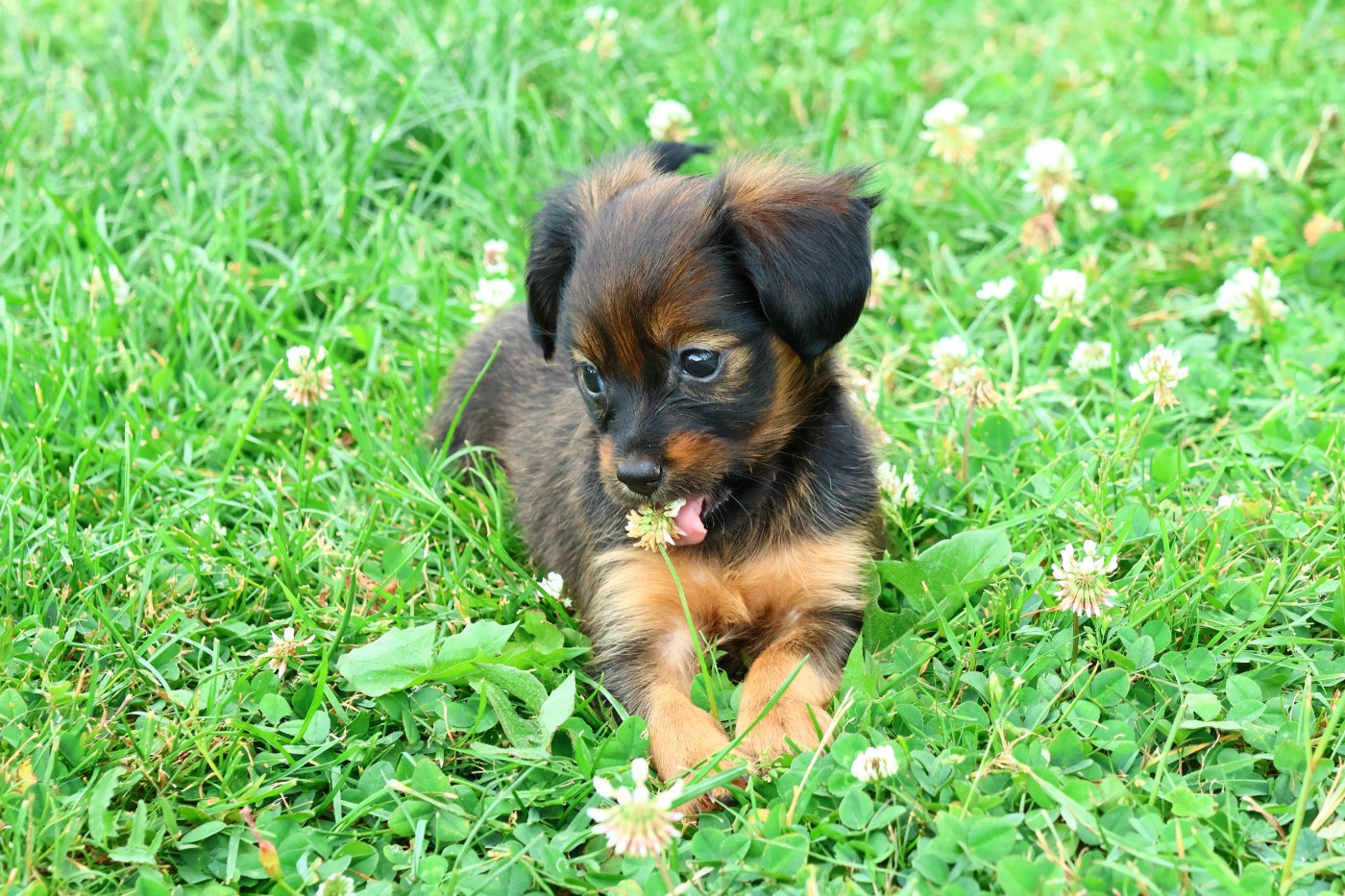 De la Nouknoukerie - Chiots disponibles - Russkiy Toy (Petit Chien Russe)