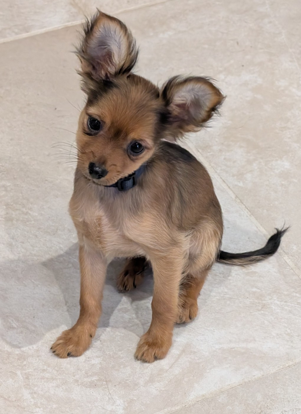 De la Nouknoukerie - Chiots disponibles - Russkiy Toy (Petit Chien Russe)