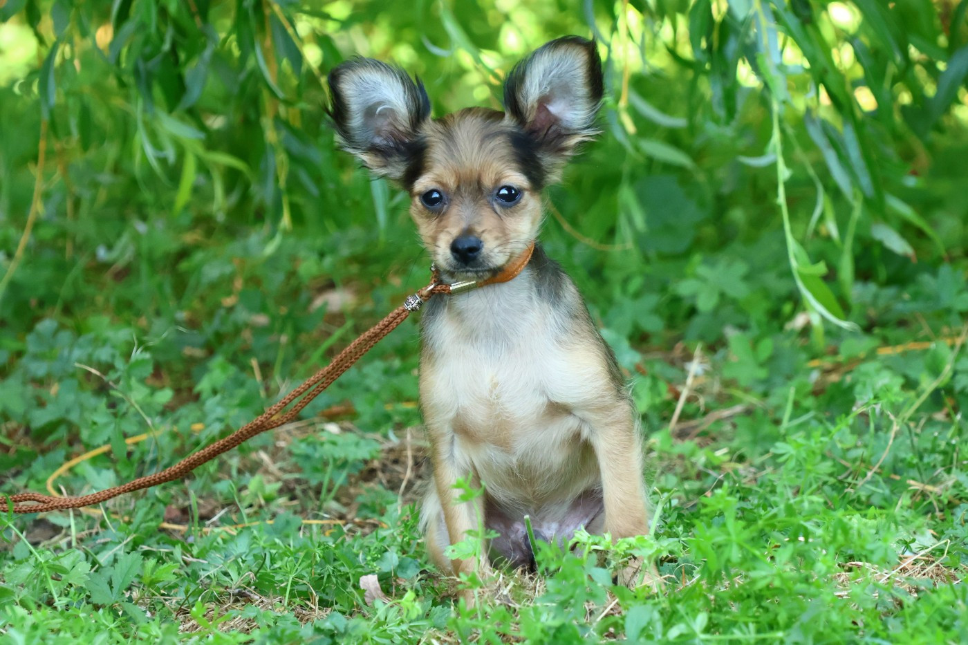 De la Nouknoukerie - Chiots disponibles - Russkiy Toy (Petit Chien Russe)