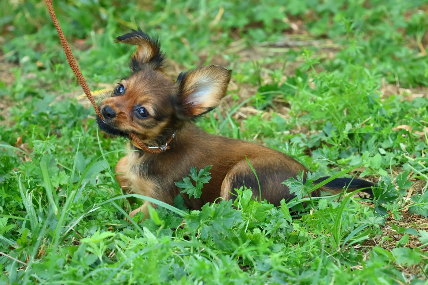 De la Nouknoukerie - Chiots disponibles - Russkiy Toy (Petit Chien Russe)