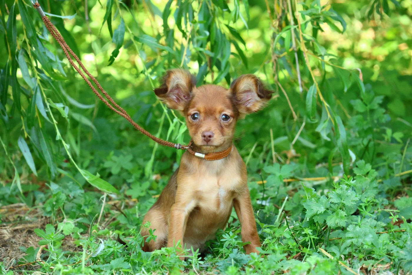 De la Nouknoukerie - Chiots disponibles - Russkiy Toy (Petit Chien Russe)
