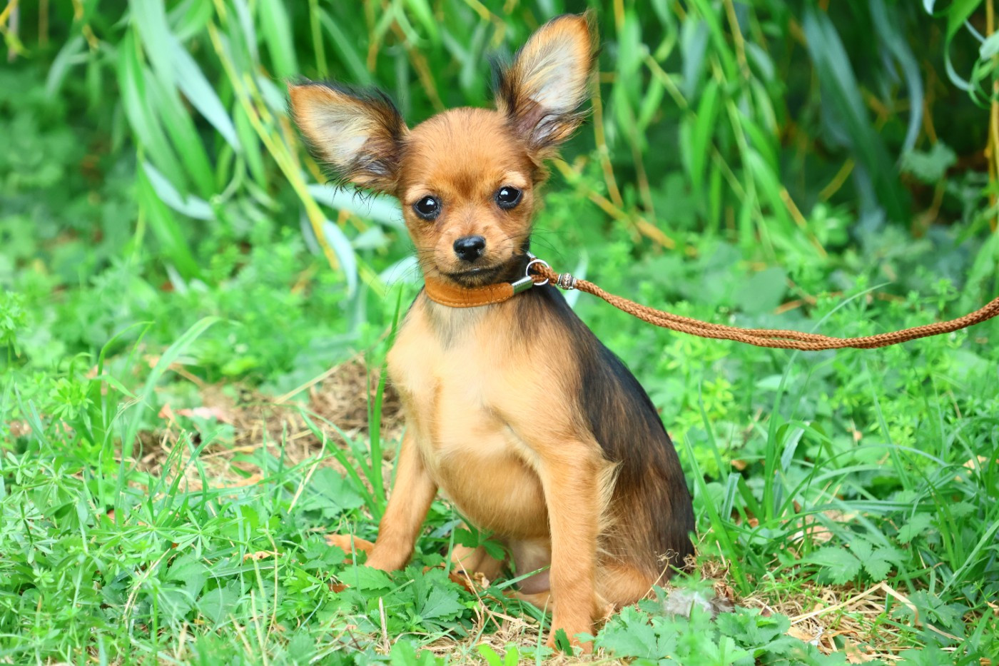 De la Nouknoukerie - Chiots disponibles - Russkiy Toy (Petit Chien Russe)
