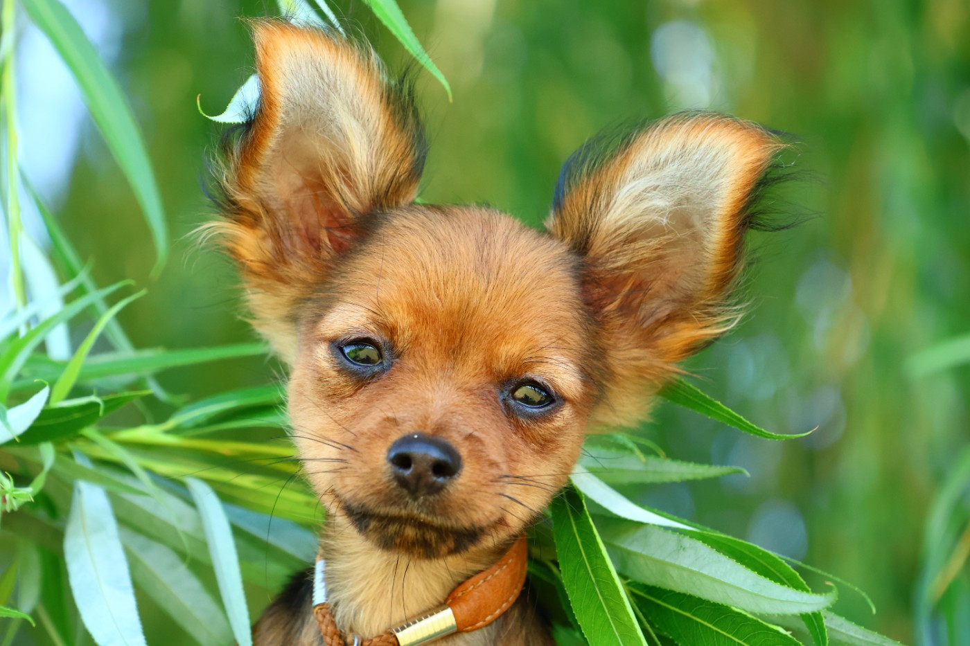 De la Nouknoukerie - Chiots disponibles - Russkiy Toy (Petit Chien Russe)