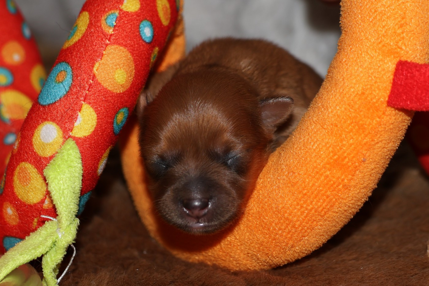 De la Nouknoukerie - Chiots disponibles - Russkiy Toy (Petit Chien Russe)