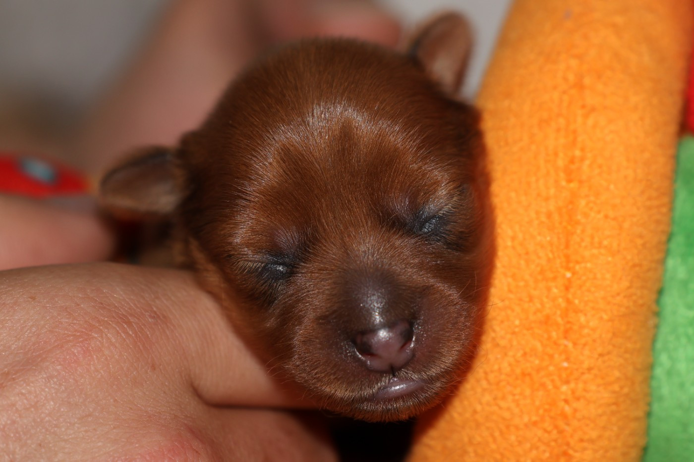 De la Nouknoukerie - Chiots disponibles - Russkiy Toy (Petit Chien Russe)