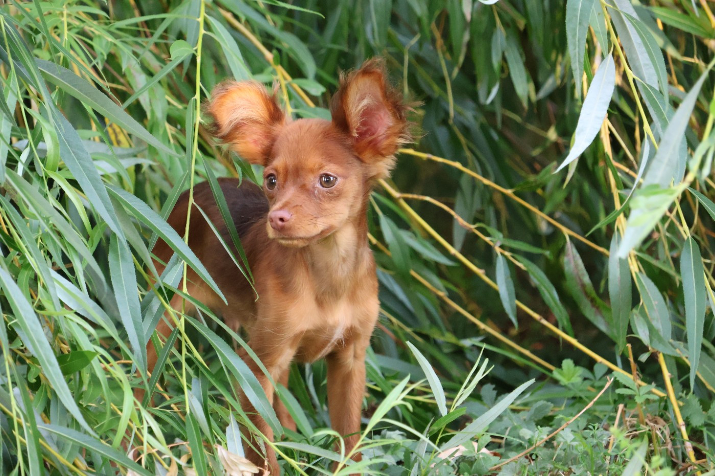 De la Nouknoukerie - Chiots disponibles - Russkiy Toy (Petit Chien Russe)