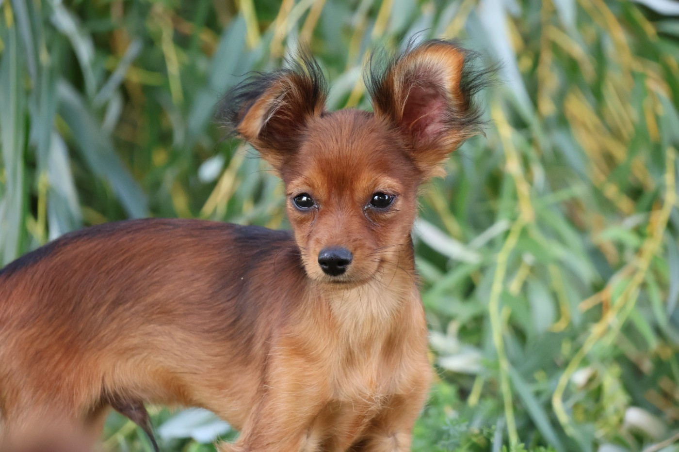 De la Nouknoukerie - Chiots disponibles - Russkiy Toy (Petit Chien Russe)