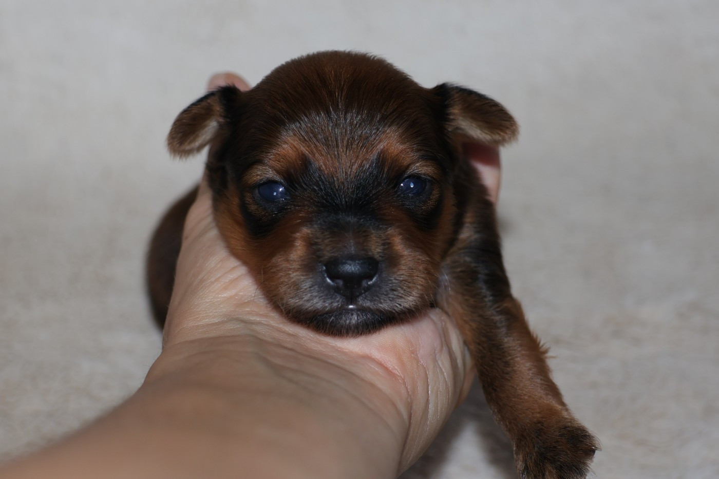 De la Nouknoukerie - Chiots disponibles - Russkiy Toy (Petit Chien Russe)