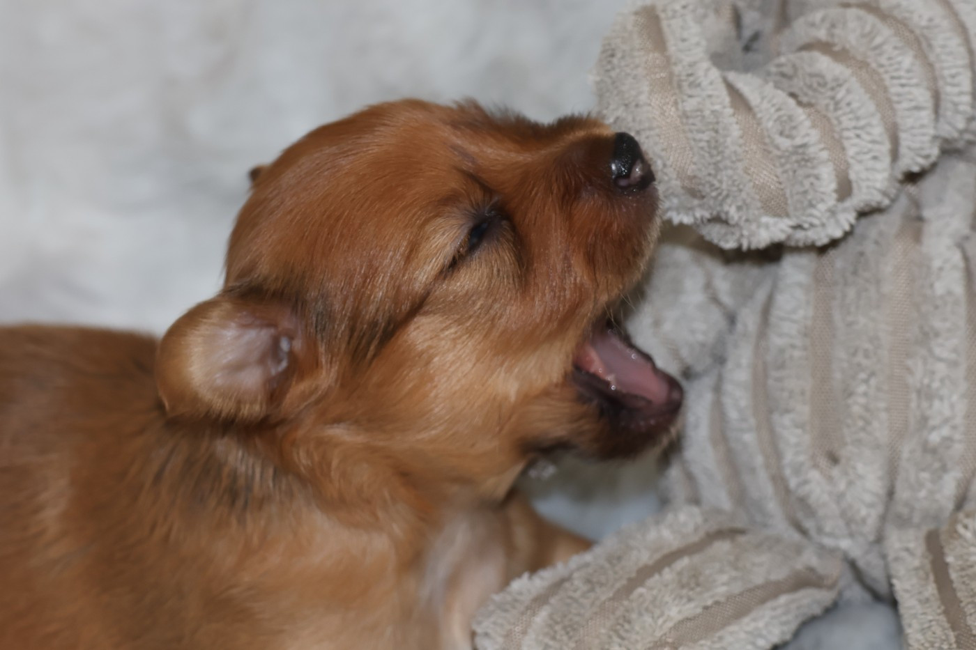 De la Nouknoukerie - Chiots disponibles - Russkiy Toy (Petit Chien Russe)