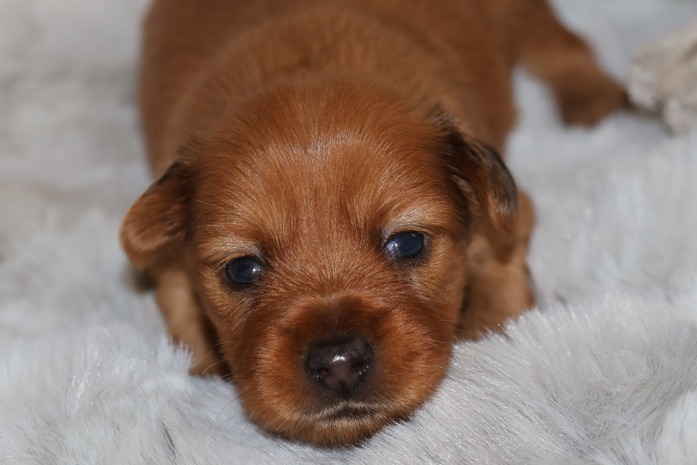 De la Nouknoukerie - Chiots disponibles - Russkiy Toy (Petit Chien Russe)