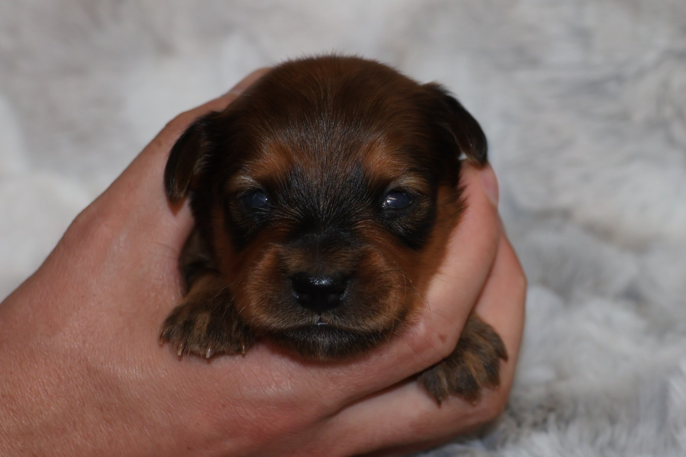 De la Nouknoukerie - Chiots disponibles - Russkiy Toy (Petit Chien Russe)