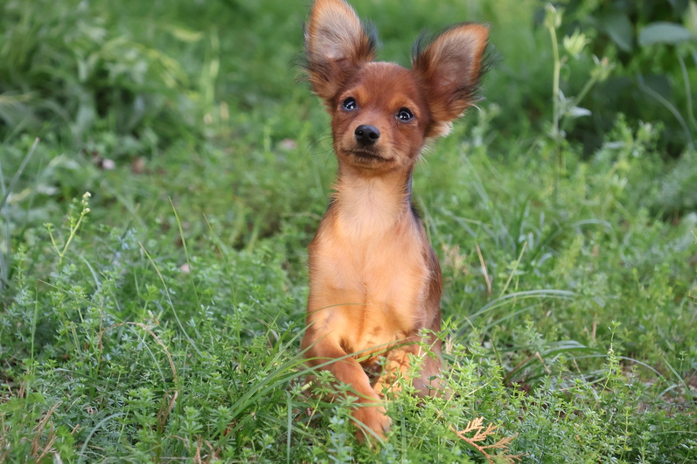 De la Nouknoukerie - Chiots disponibles - Russkiy Toy (Petit Chien Russe)