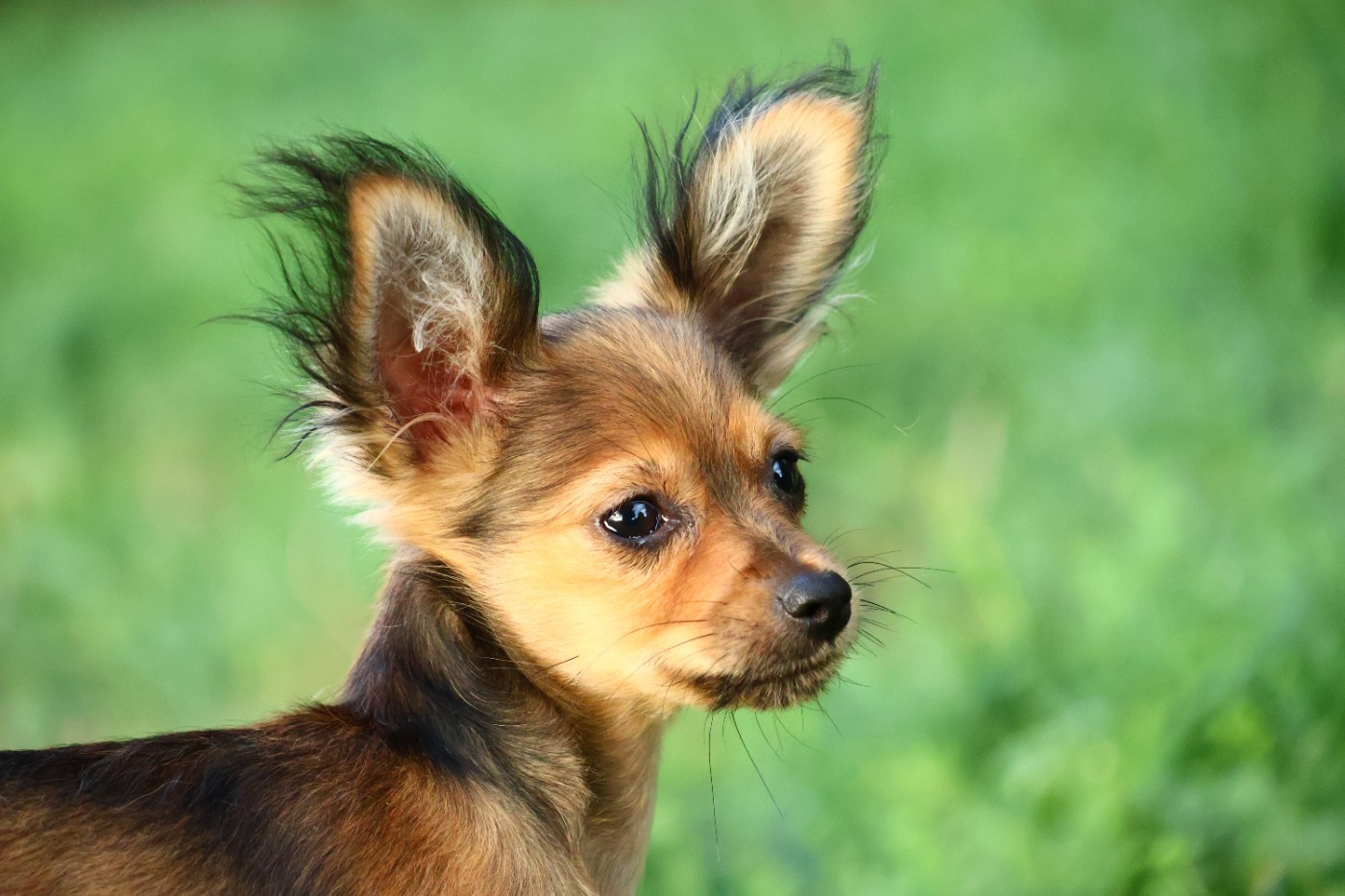 De la Nouknoukerie - Chiots disponibles - Russkiy Toy (Petit Chien Russe)