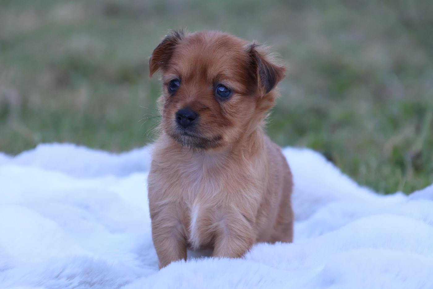 De la Nouknoukerie - Chiots disponibles - Russkiy Toy (Petit Chien Russe)